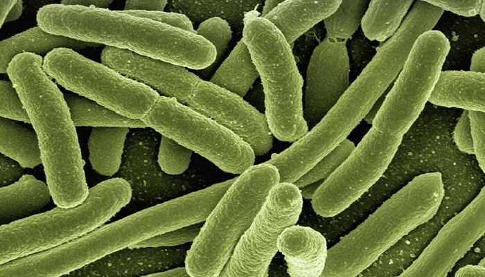 Koli bacteria